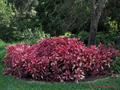 Alternanthera bettzickiana